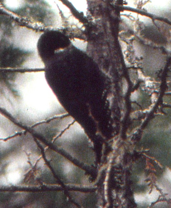 Black-backed Woodpecker - Ed Thomas