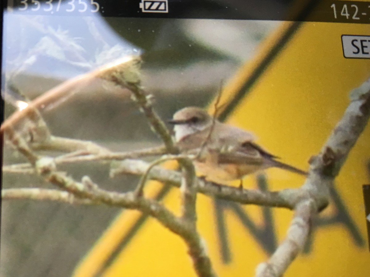 Vermilion Flycatcher - ML24865611