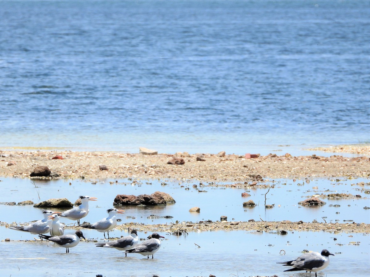 Royal Tern - ML248656241