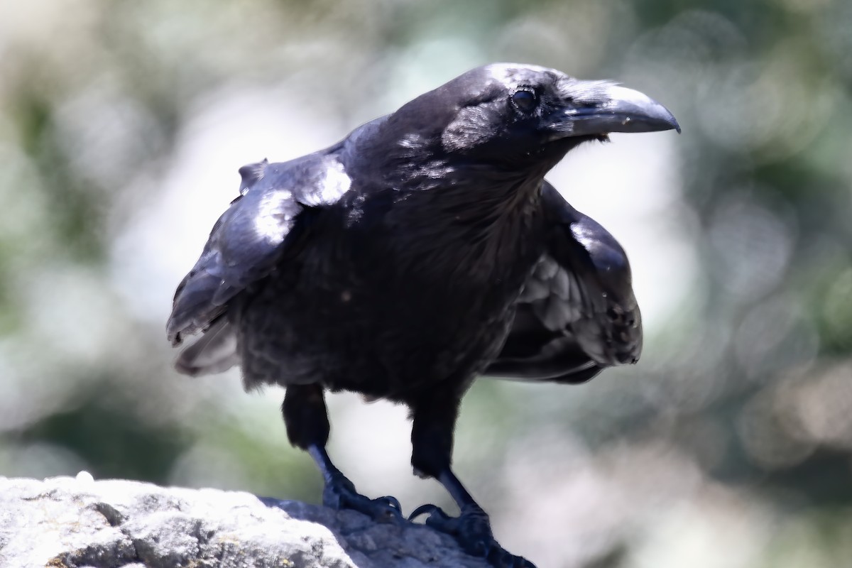 Common Raven - ML248656421