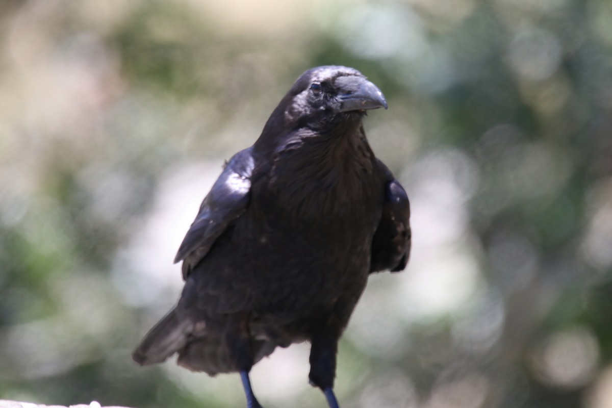 Common Raven - ML248656491