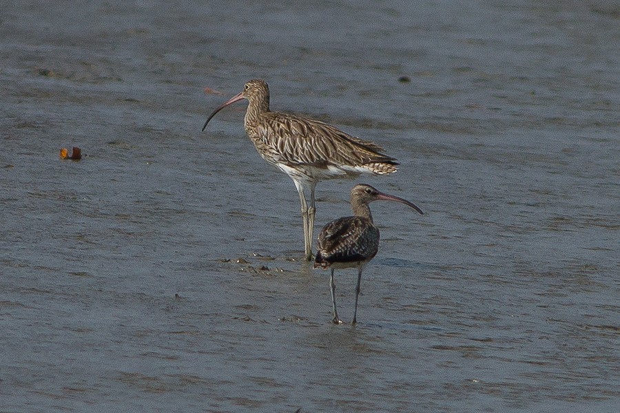 Whimbrel - Dibyendu Ash