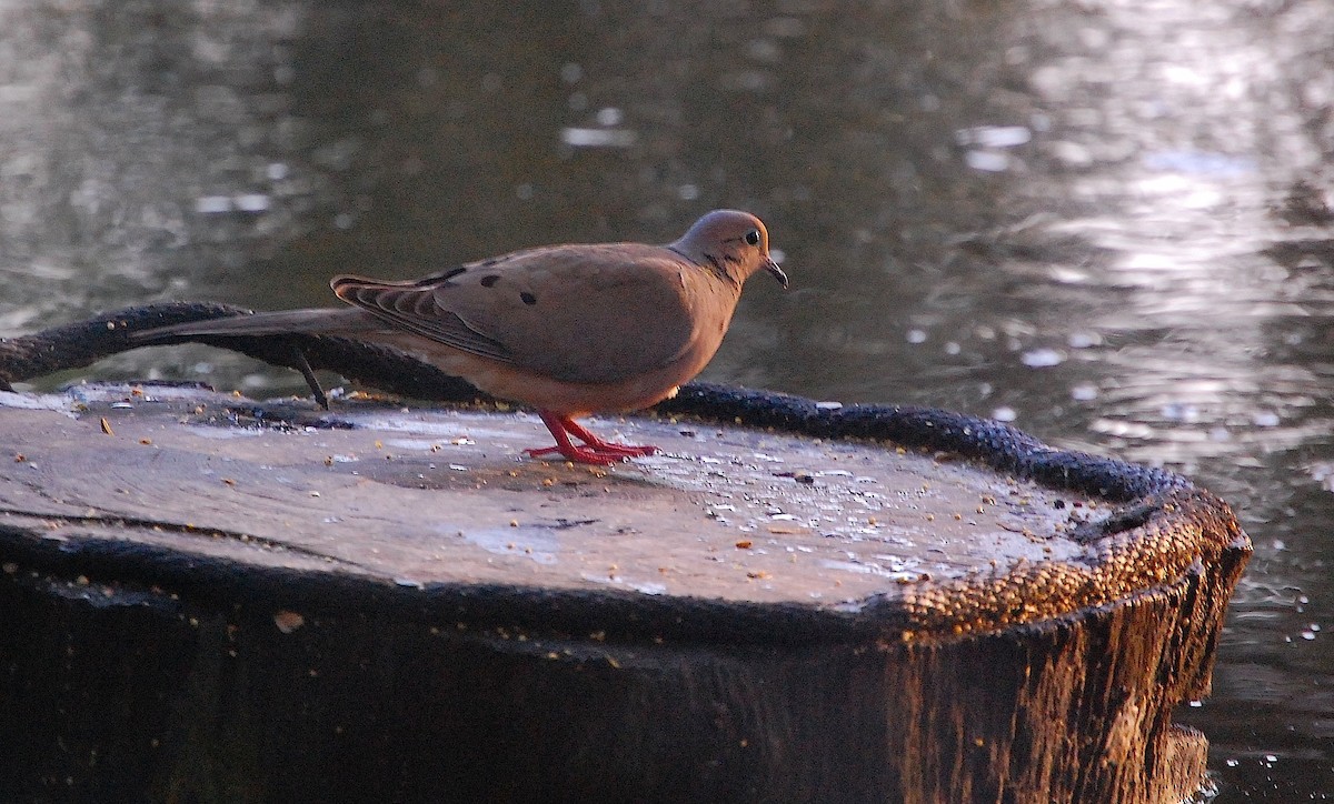 Mourning Dove - ML248658511