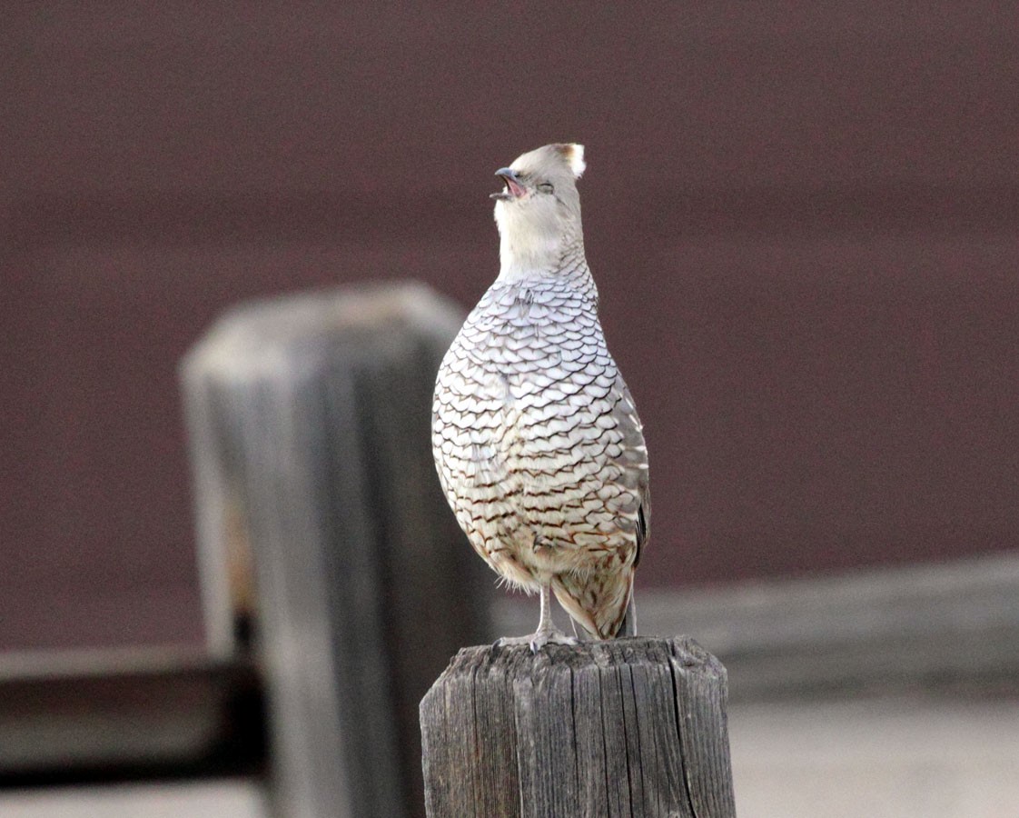 Scaled Quail - ML248659481