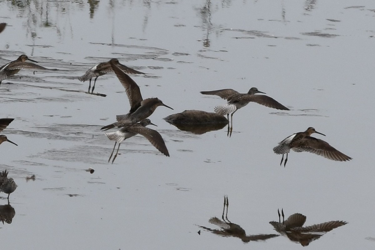 Lesser Yellowlegs - ML248661801