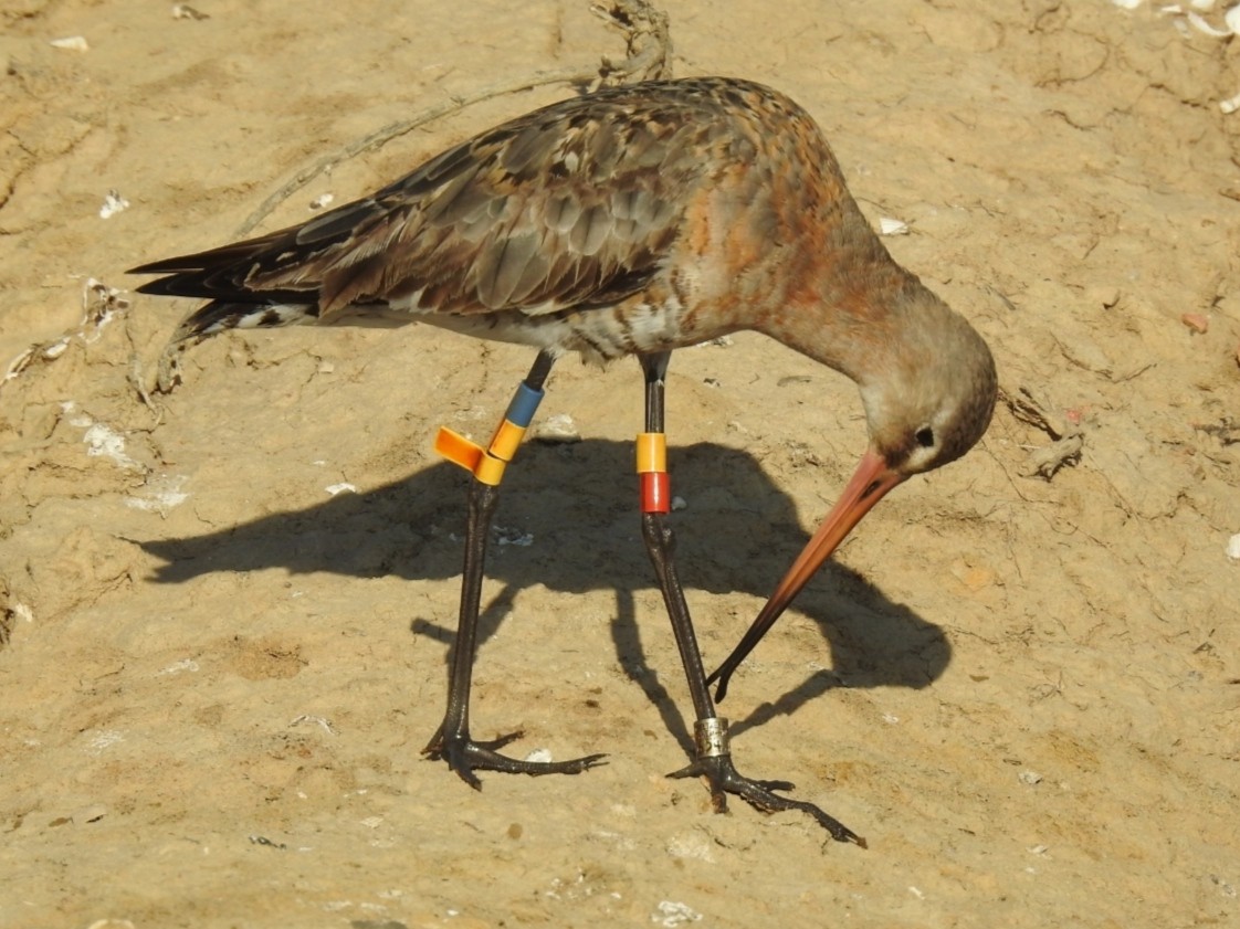 Black-tailed Godwit - ML248661821