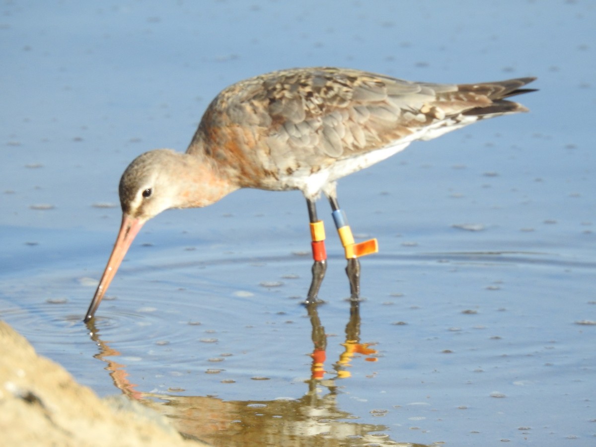 Black-tailed Godwit - João Pedro Gato