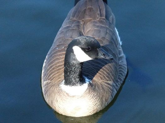 Cackling Goose - ML24866201