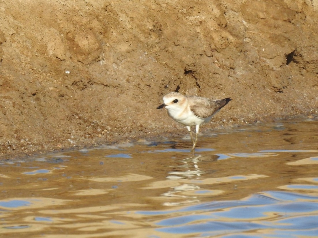 Kentish Plover - ML248662131