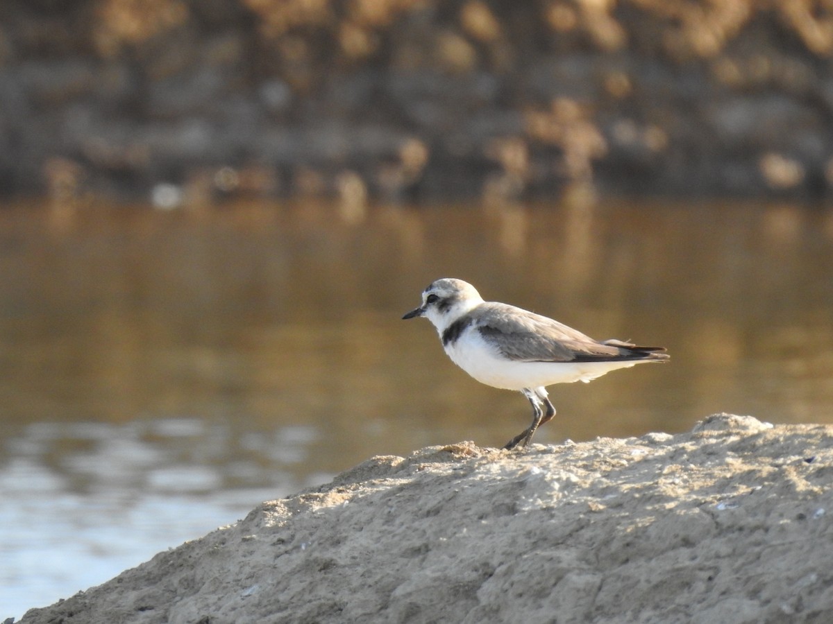 Kentish Plover - ML248662191