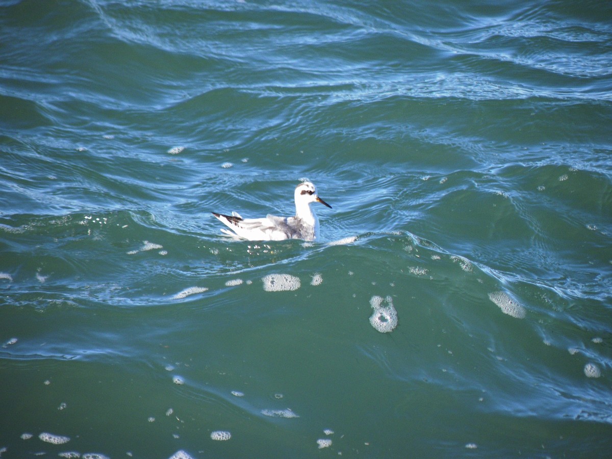 Phalarope à bec large - ML248662751