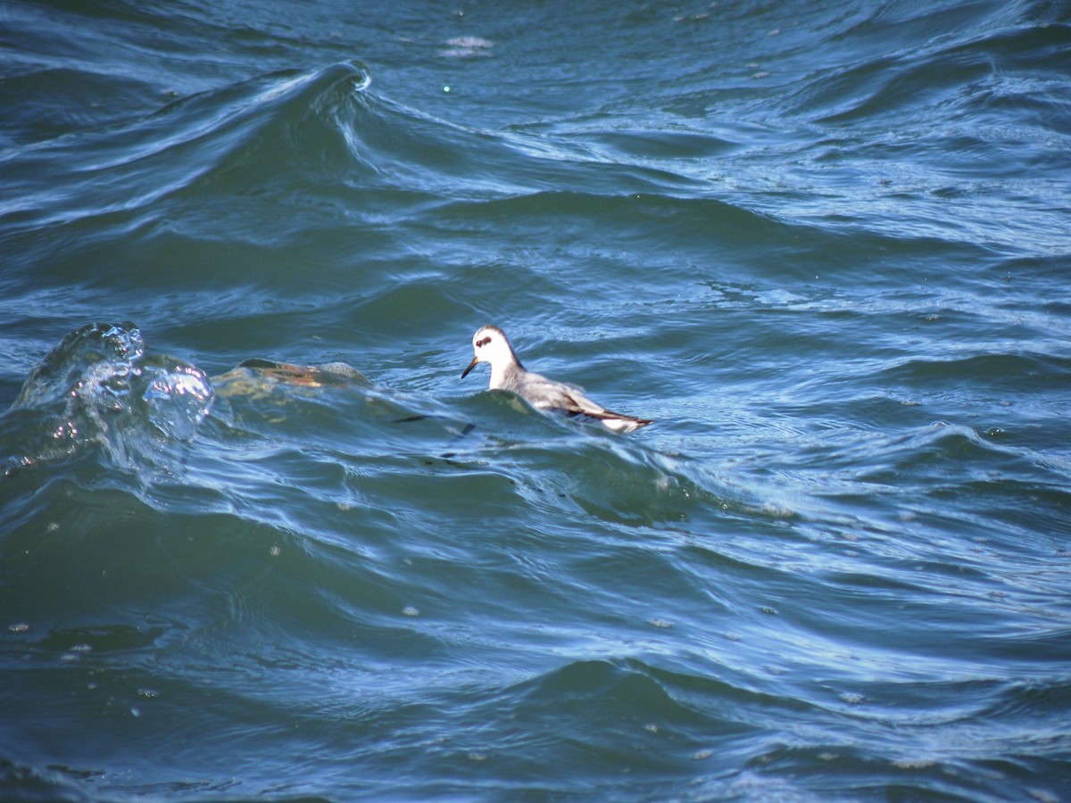 Phalarope à bec large - ML248662761