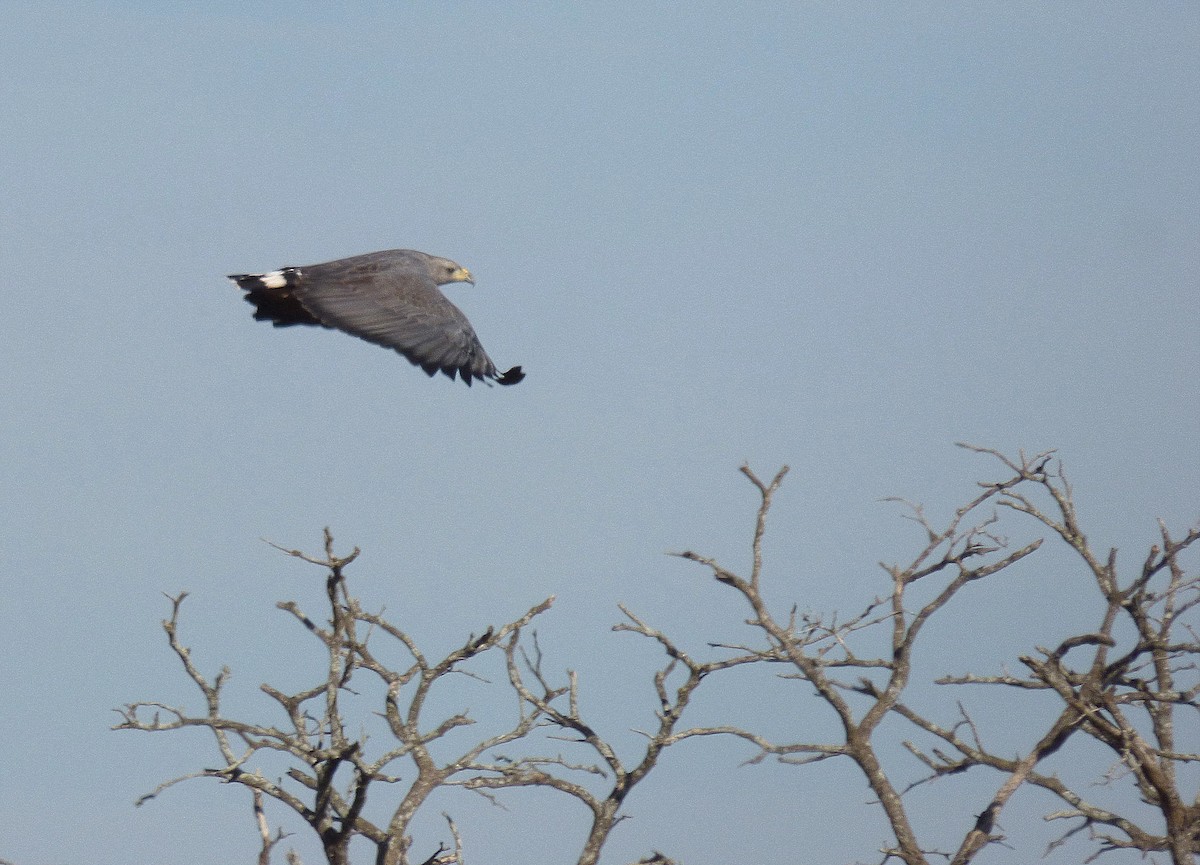 Águila de Azara - ML248664441