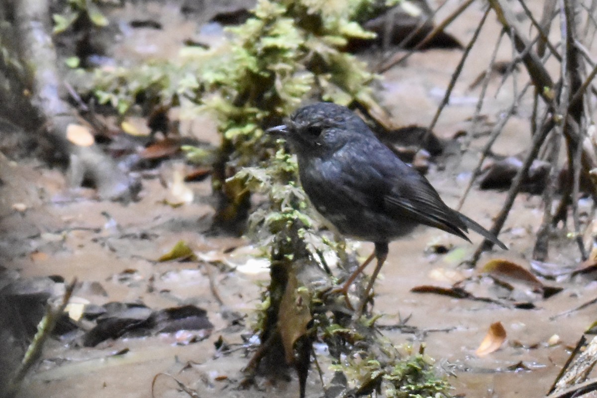 North Island Robin - ML248664521