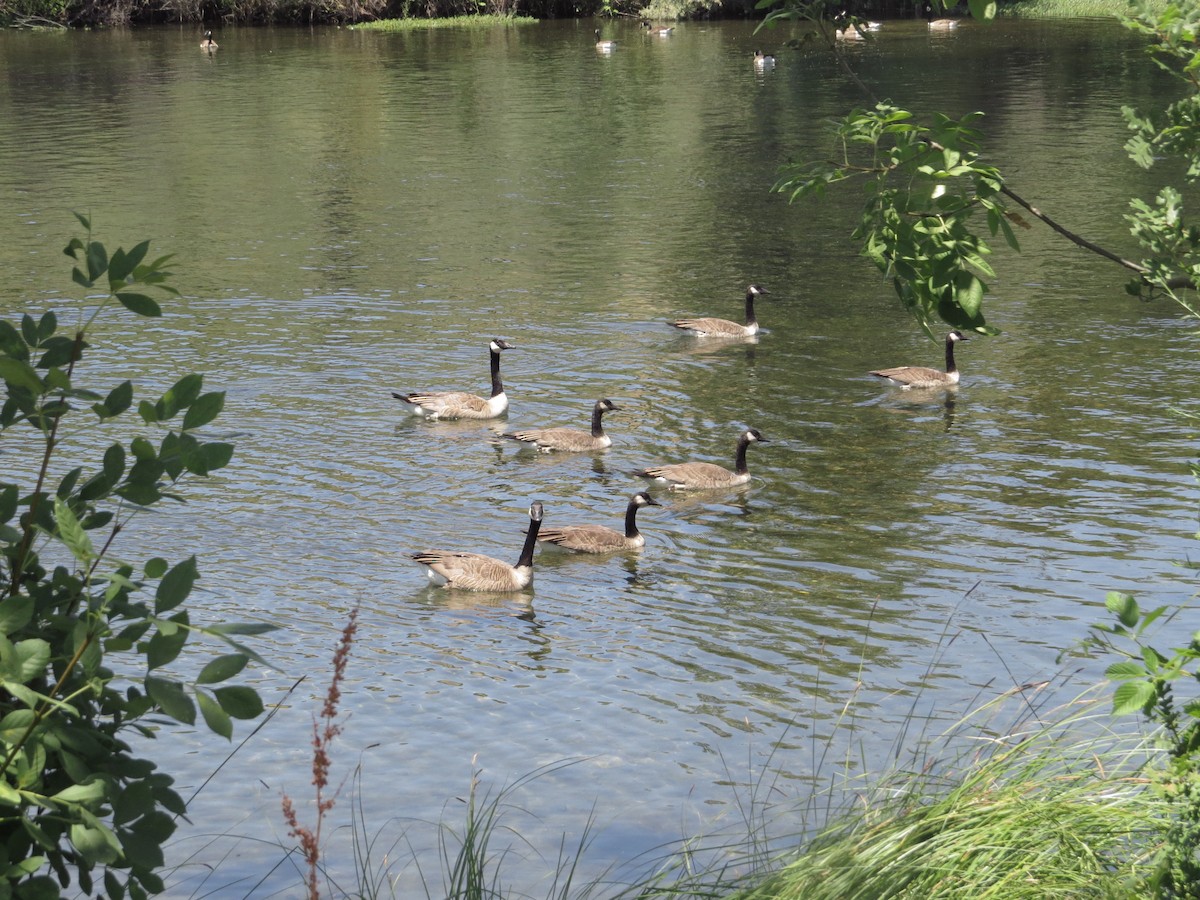 Canada Goose - ML248664531