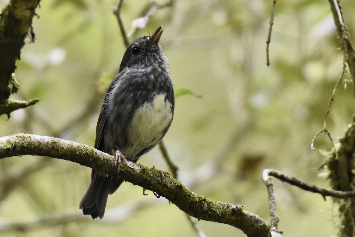 North Island Robin - ML248664551