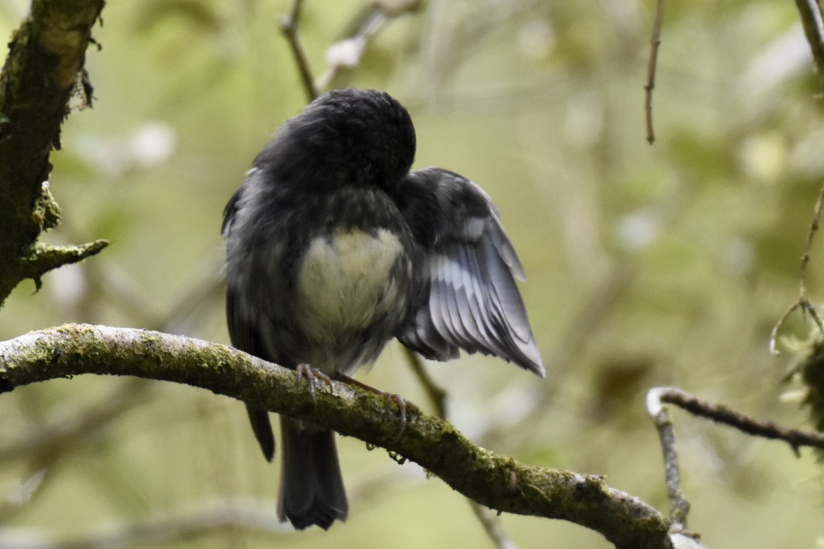 North Island Robin - ML248664561