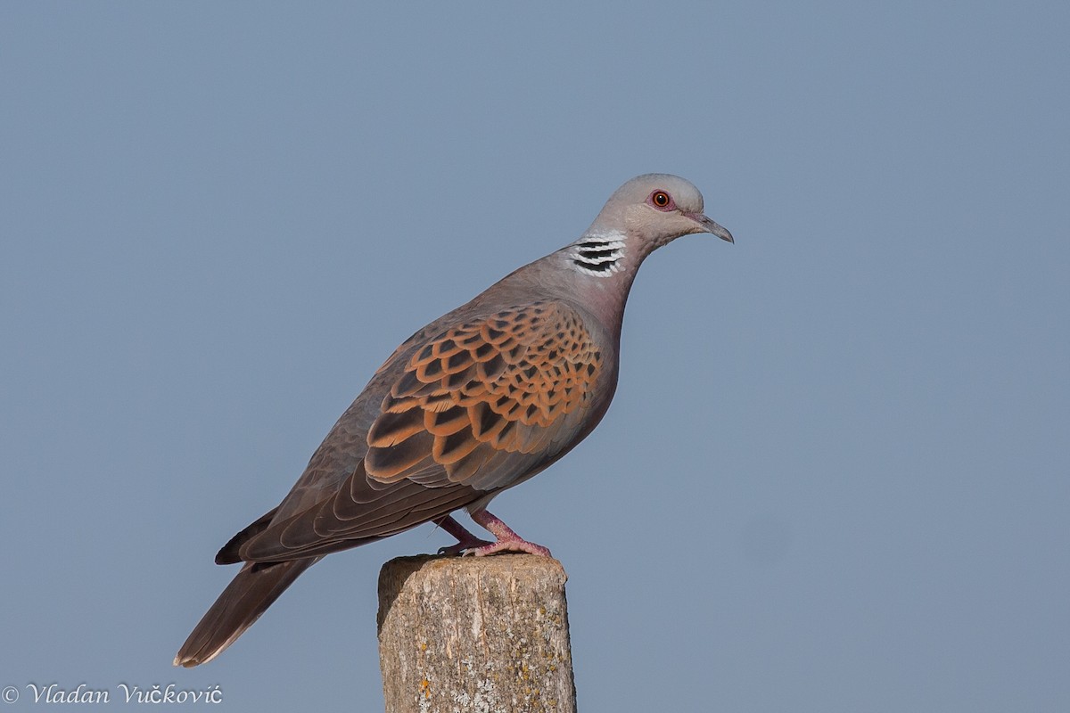 European Turtle-Dove - Vladan Vuckovic