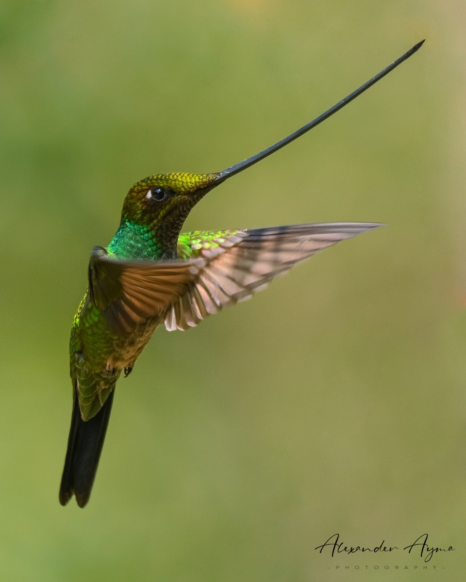 Sword-billed Hummingbird - Alexander Ayma COAP-CUSCO