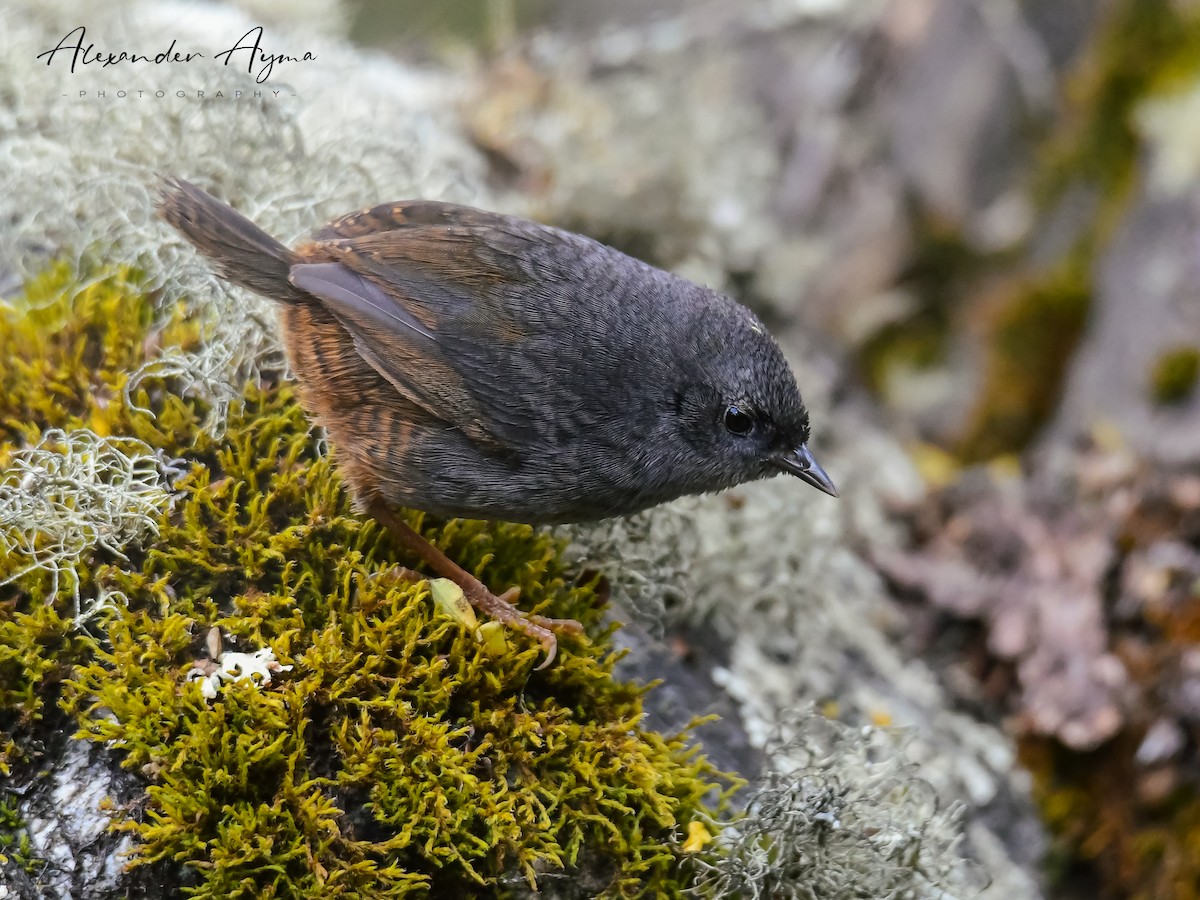 Vilcabamba Tapaculo - Alexander Ayma COAP-CUSCO