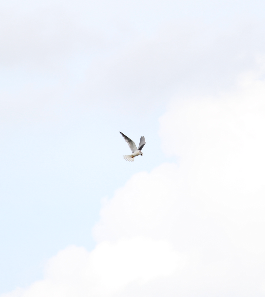 White-tailed Kite - ML248667701
