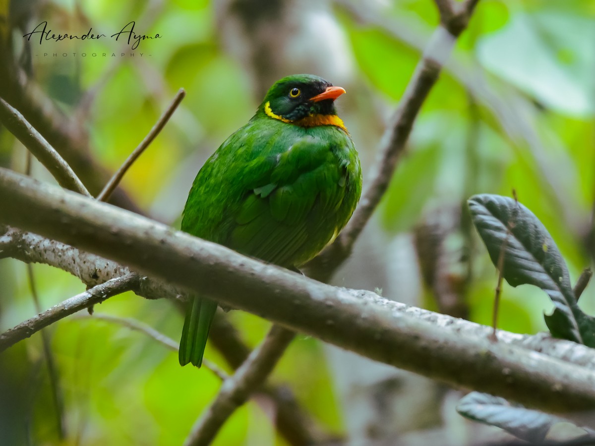 Masked Fruiteater - Alexander Ayma COAP-CUSCO