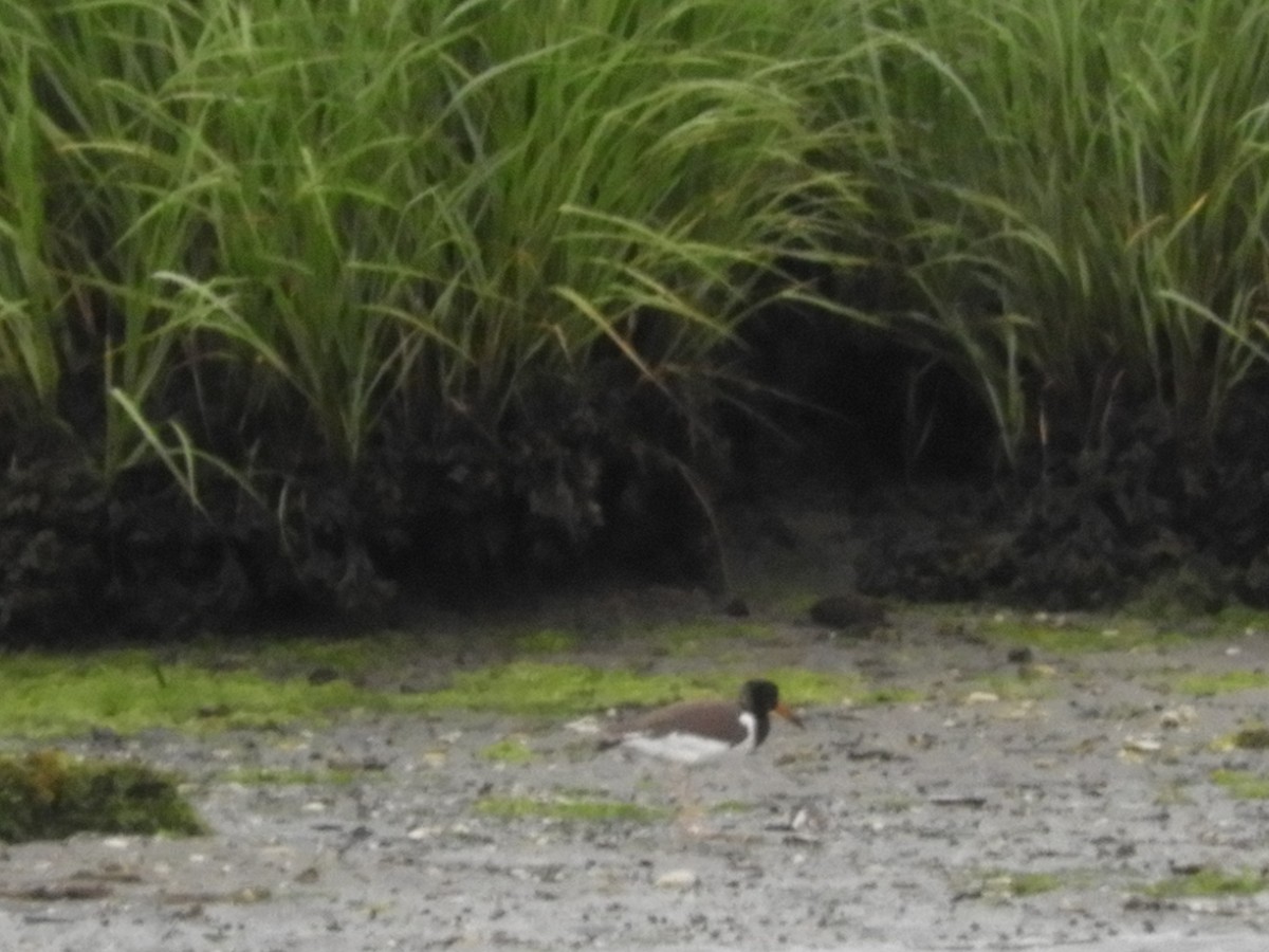 American Oystercatcher - ML248667971