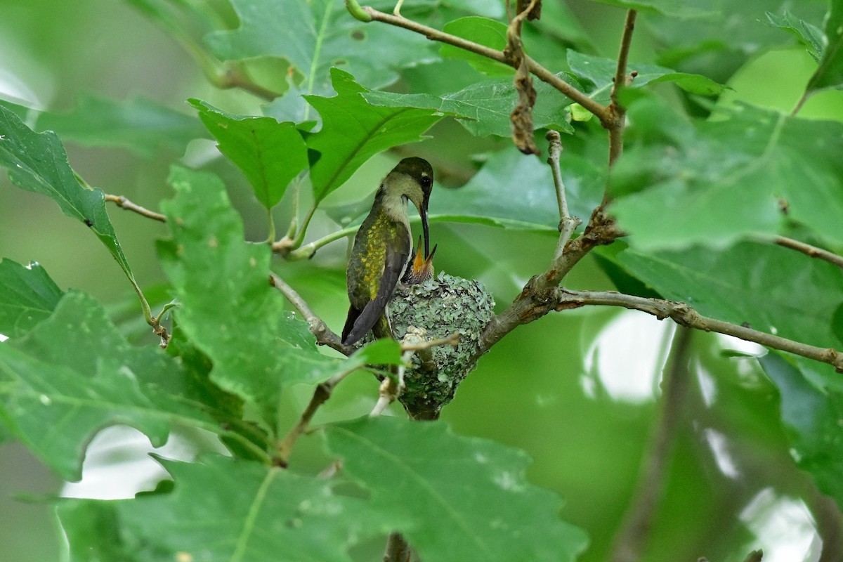 Ruby-throated Hummingbird - Joel Trick