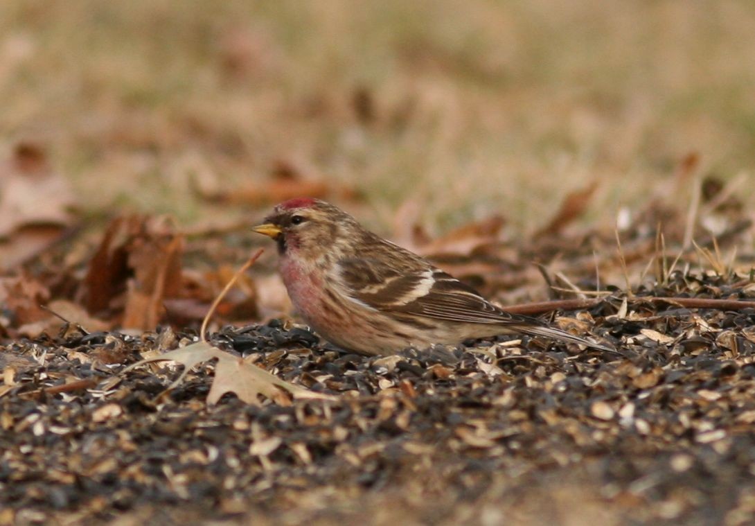 Redpoll (Common) - ML248668841