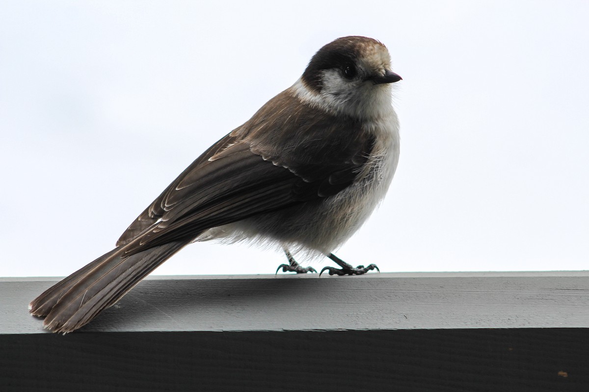 Canada Jay - ML248670491