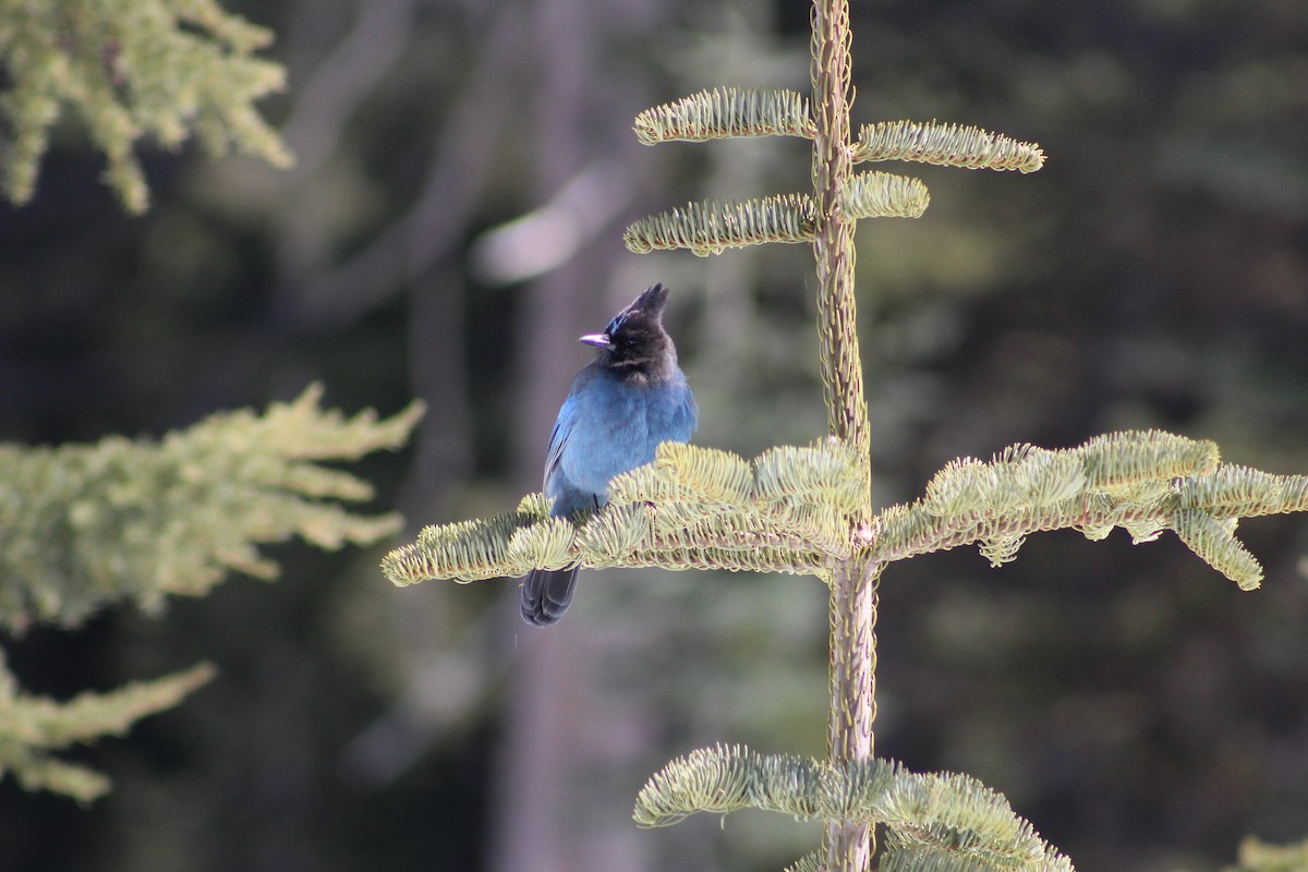 Steller's Jay - ML248670821