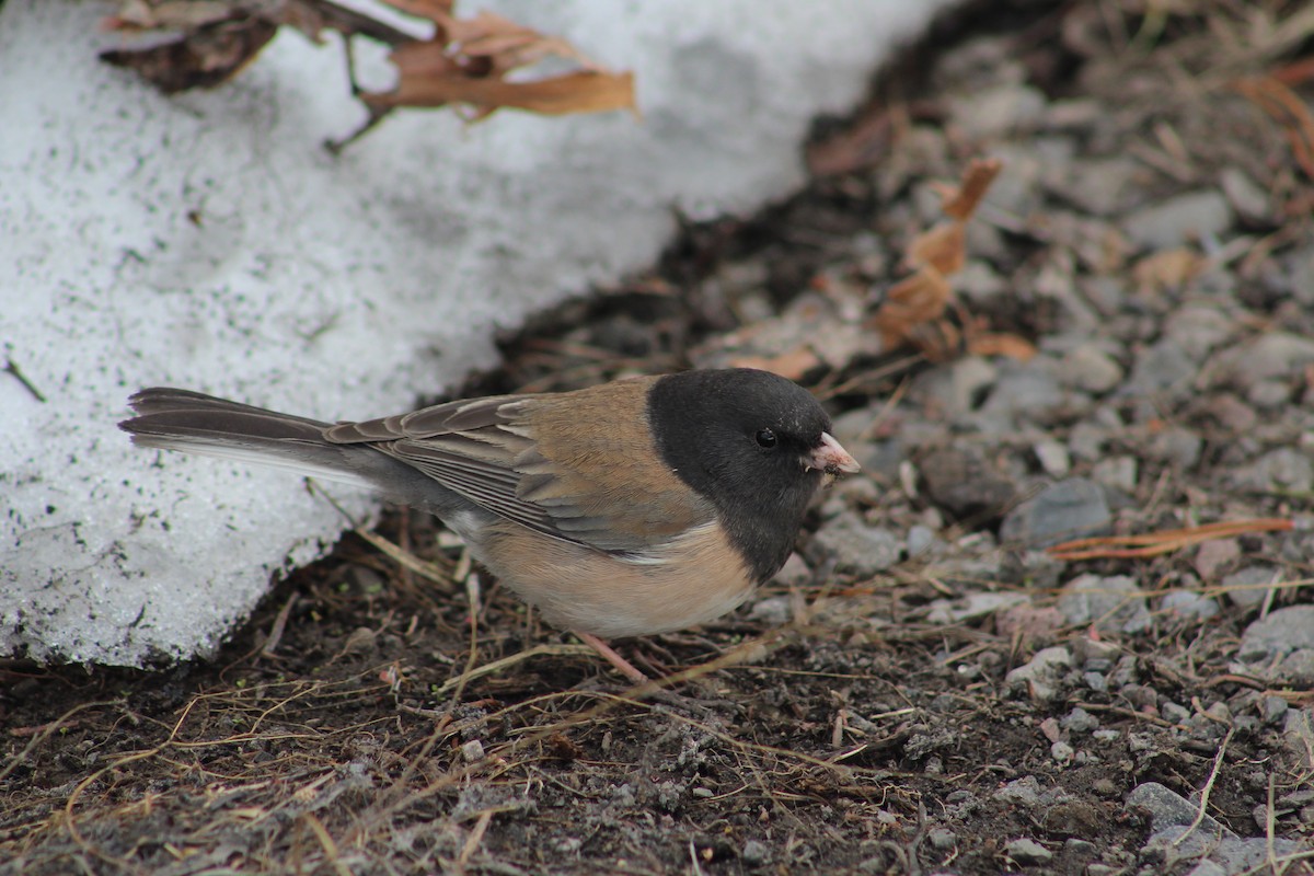 Dark-eyed Junco - ML248671081
