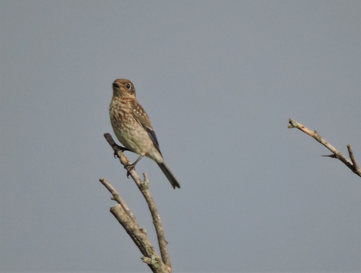 Eastern Bluebird - ML248672531