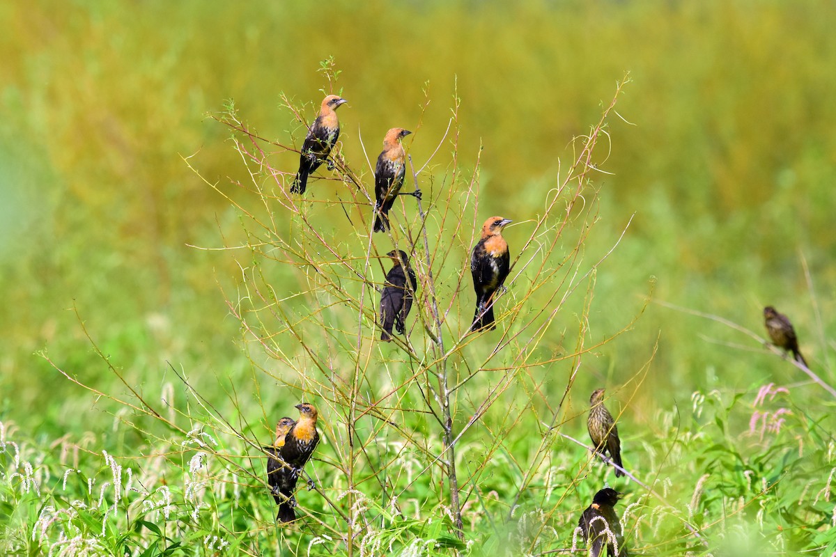 Yellow-headed Blackbird - ML248673221