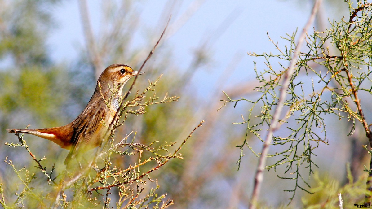 Bluethroat - Ozgun Sozuer