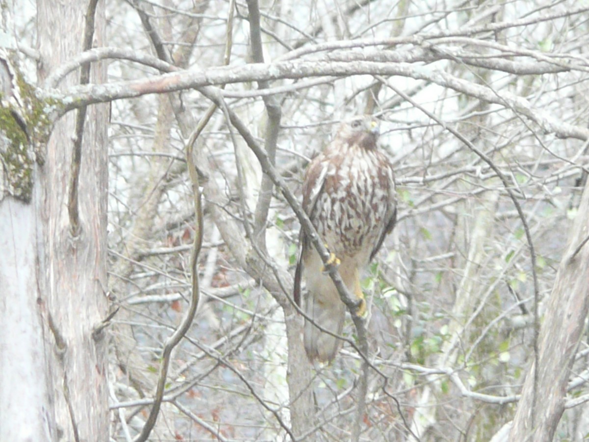 Red-tailed Hawk - ML24867421