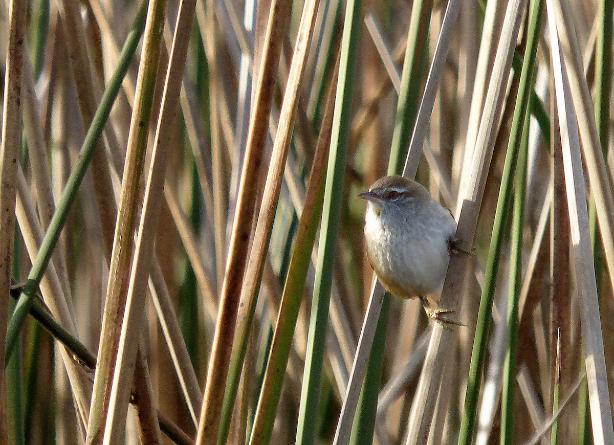 Sulphur-bearded Reedhaunter - ML248675601