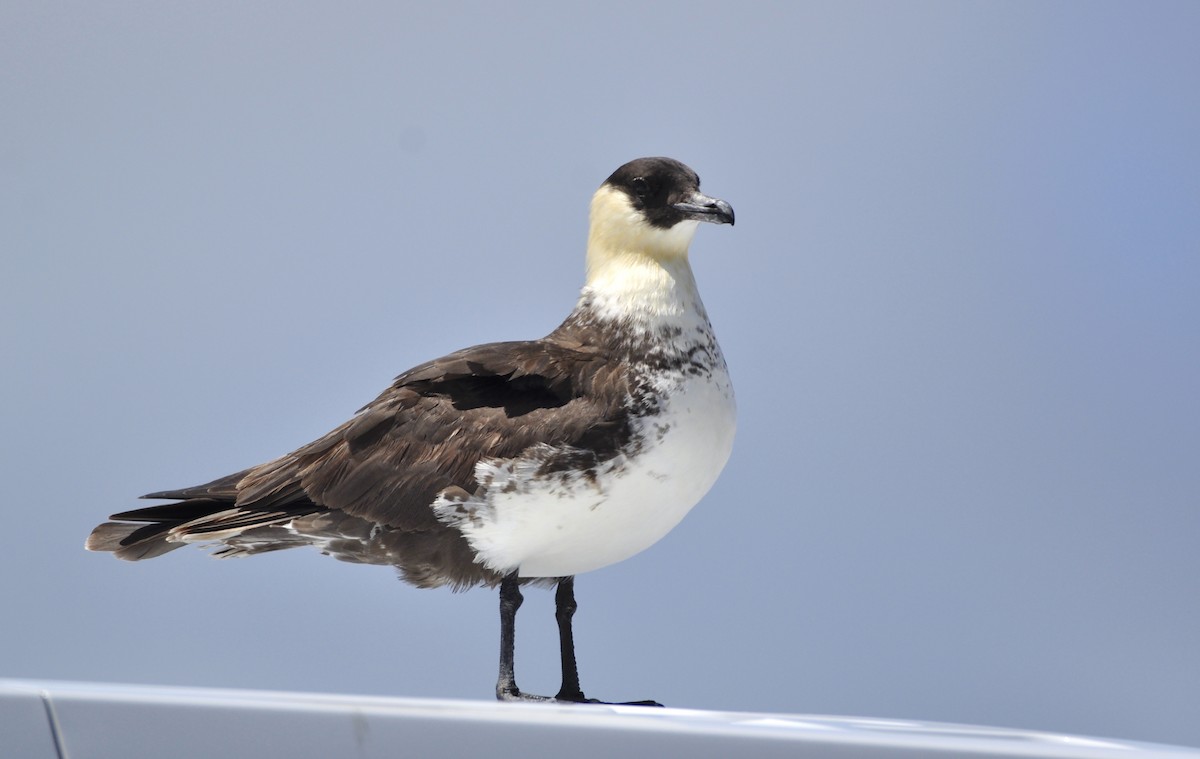 Pomarine Jaeger - Oliver Patrick