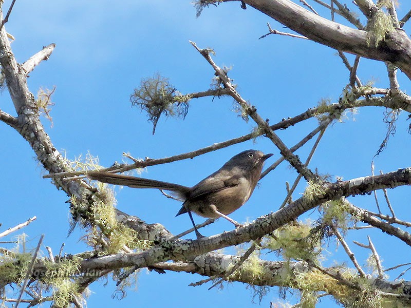 Wrentit - ML248678031