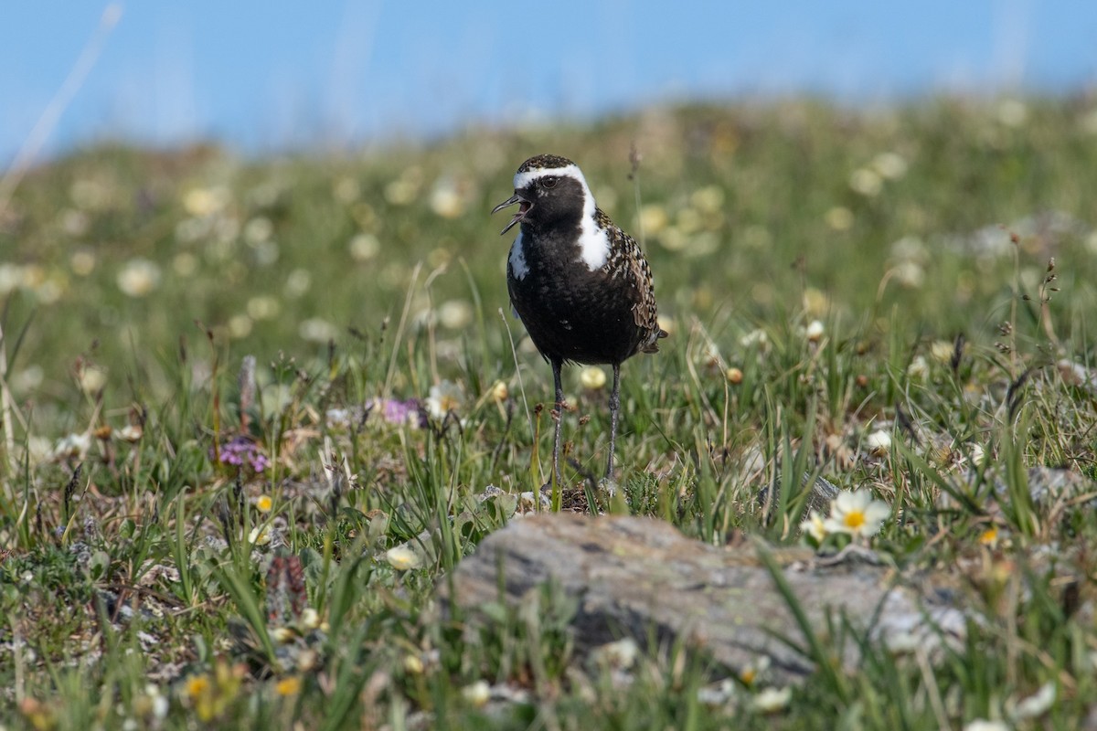 American Golden-Plover - ML248678721