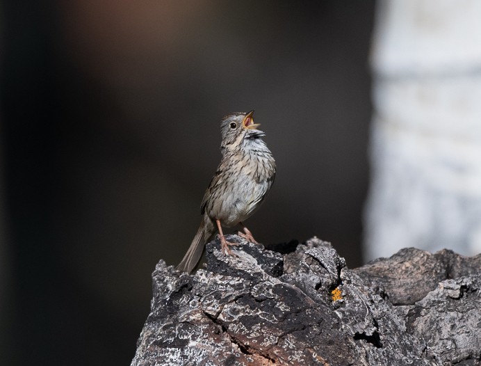 Lincoln's Sparrow - ML248678851