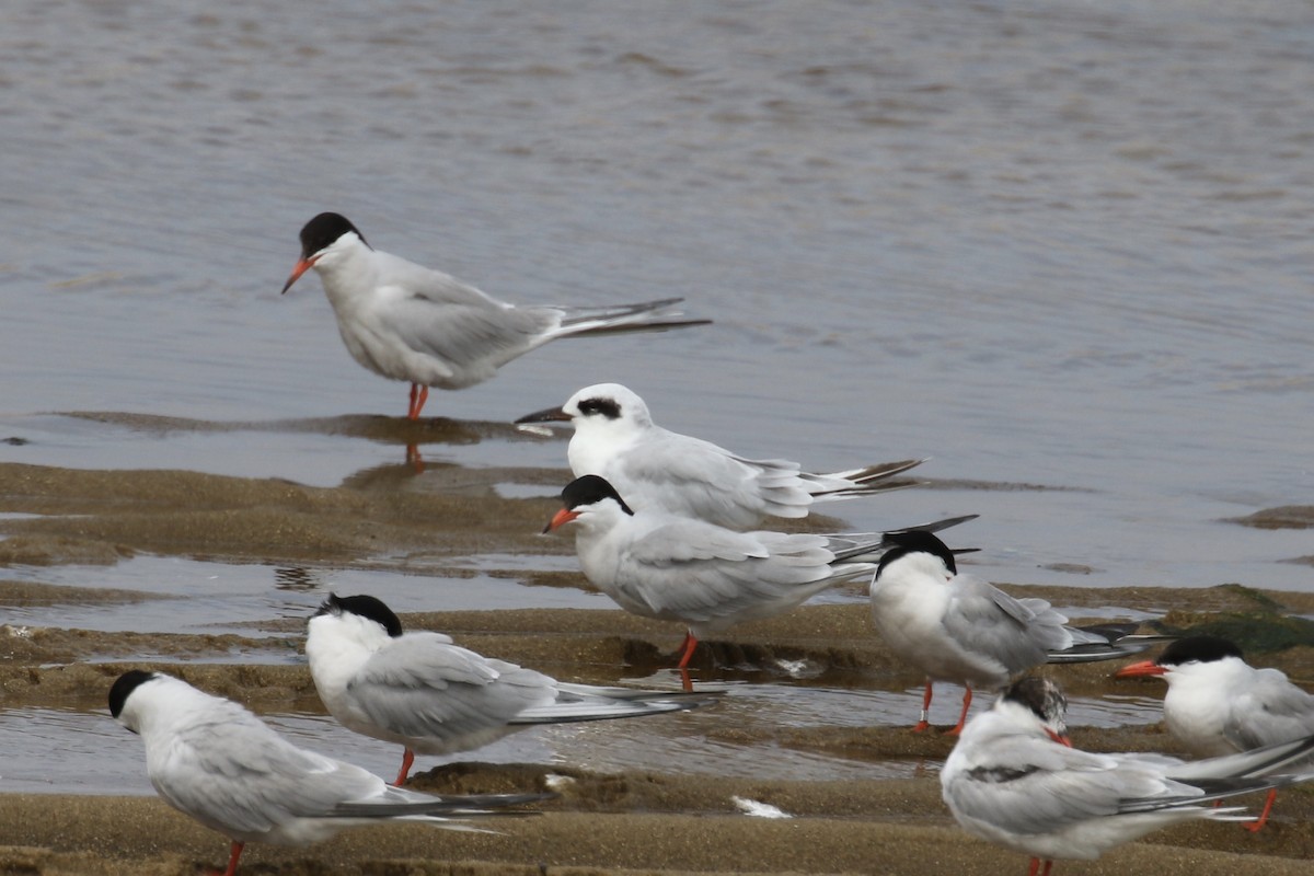 Forster's Tern - Andy Sanford