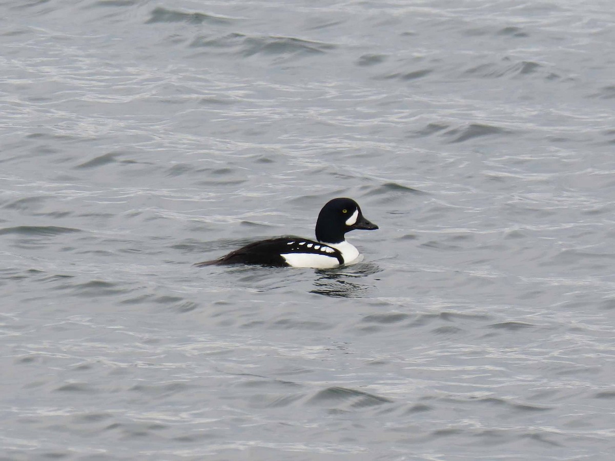 Barrow's Goldeneye - Sharon Hull