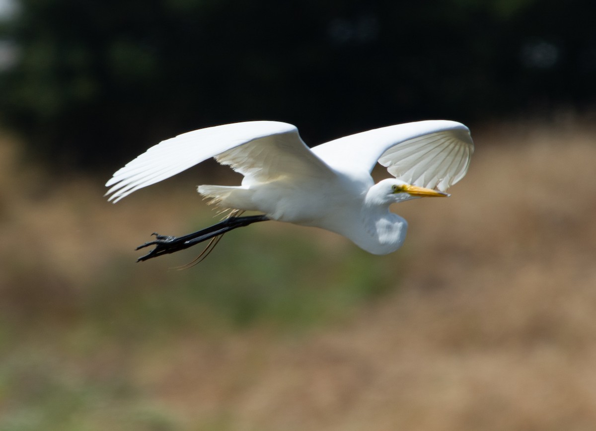 Great Egret - ML248682861