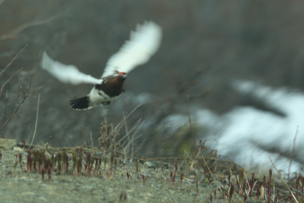 Willow Ptarmigan - ML248683421