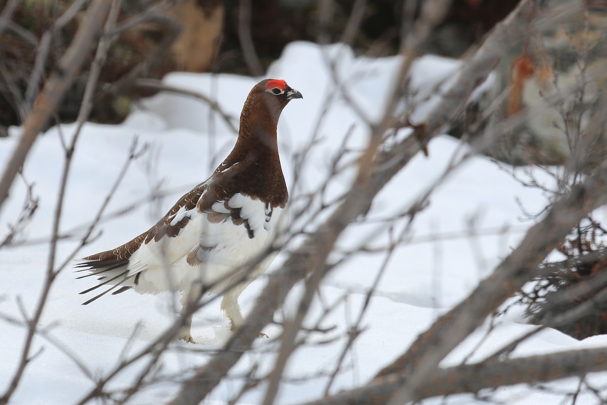 Willow Ptarmigan - ML248683521