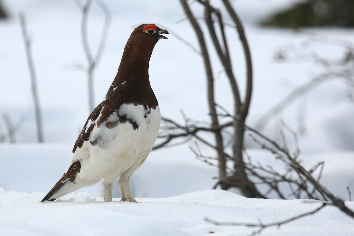 Willow Ptarmigan - ML248683631