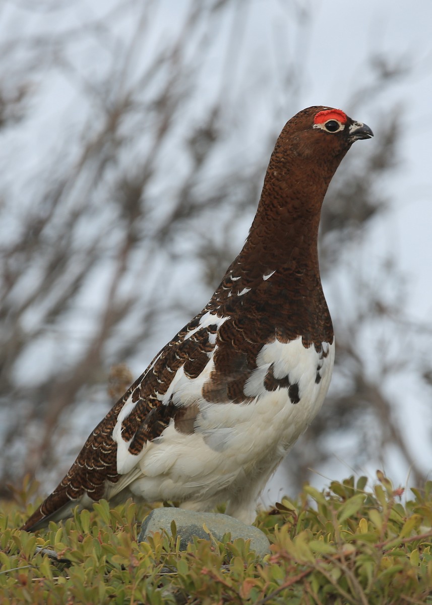 Willow Ptarmigan - ML248683661