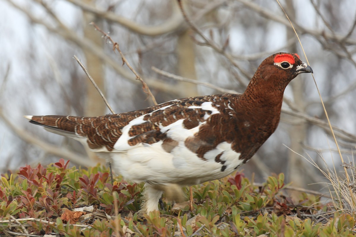 Willow Ptarmigan - ML248683781