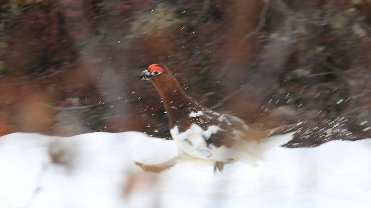 Willow Ptarmigan - ML248683811